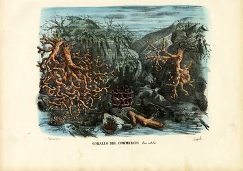 Coraux, 1863-79